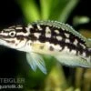 Schwarzweißer Schlankcichlide, Julidochromis Transcriptus 1 Schwarzweißer Schlankcichlide, Julidochromis Transcriptus -Zoohandlung 80316 Schwarzweisser Schlankcichlide Julidochromis trans