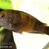 Orange-Breitband-Moorii, Tropheus Moorii "Bemba", DNZ 2 Orange-Breitband-Moorii, Tropheus Moorii "Bemba", DNZ -Zoohandlung 80319 Orange Breitband Moorii Tropheus moorii Bemba Nach