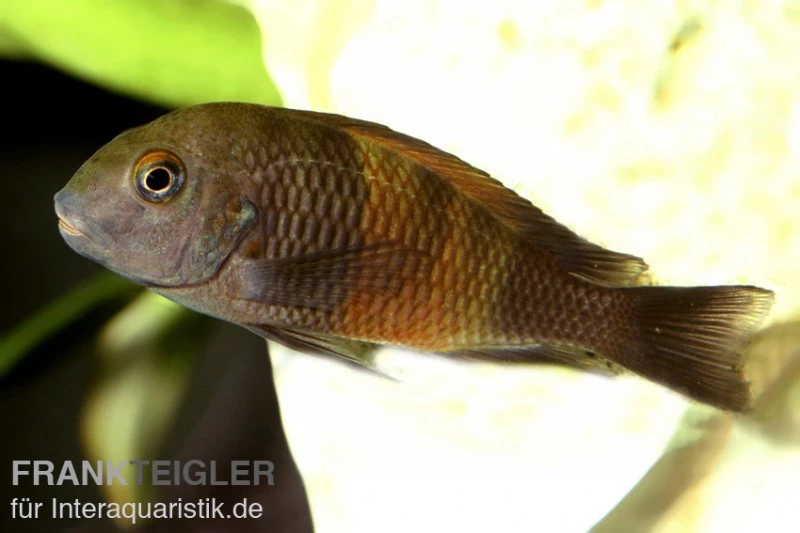 Orange-Breitband-Moorii, Tropheus Moorii "Bemba", DNZ 3 Orange-Breitband-Moorii, Tropheus Moorii "Bemba", DNZ