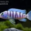 Blauer Zebrabuntbarsch, Pseudotropheus Zebra, DNZ