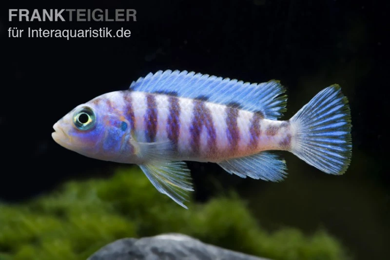 Blauer Zebrabuntbarsch, Pseudotropheus Zebra, DNZ 3 Blauer Zebrabuntbarsch, Pseudotropheus Zebra, DNZ