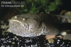 Peru-Krötenfisch, Potamobatrachus Trispinosus