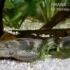 Saugmaulwels, Hypostomus Plecostomus -Zoohandlung 81117 Saugmaulwels Hypostomus plecostomus