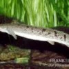 Zaire-Flösselhecht, Polypterus Delhezi -Zoohandlung 81927 Zaire Floesselhecht Polypterus delhezi