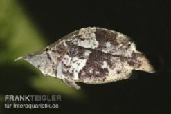 Blattfisch, Monocirrhus Polyacanthus -Zoohandlung 81931 Blattfisch Monocirrhus polyacanthus