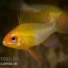 Schmetterlingsbuntbarsch Gold, Mikrogeophagus Ramirezi, DNZ -Zoohandlung 81934 Schmetterlingsbuntbarsch gold Mikrogeophagus ramir