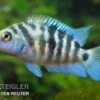 Zebrabuntbarsch "Honduras Red Point", Cryptoheros Nigrofasciatus 2 Zebrabuntbarsch "Honduras Red Point", Cryptoheros Nigrofasciatus -Zoohandlung 82447 Zebrabuntbarsch Honduras red point Cryptoheros nig