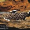 Kuckucks-Fiederbartwels, Synodontis Petricola -Zoohandlung 82728 Synodontis petricola