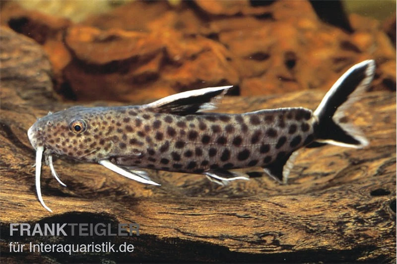 Kuckucks-Fiederbartwels, Synodontis Petricola 3 Kuckucks-Fiederbartwels, Synodontis Petricola