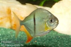 Schwarzband-Mühlsteinsalmler, Myleus Schomburgkii (Variante 2) SCHMALER STREIFEN -Zoohandlung 82897 Schwarzband Muehlsteinsalmler Myleus schombur