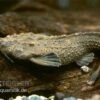 Rio Negro Bratpfannenwels, Amaralia Hypsiura (Rarität!) -Zoohandlung 83200 Amaralia hypsiura rio negro bratpfannenwels