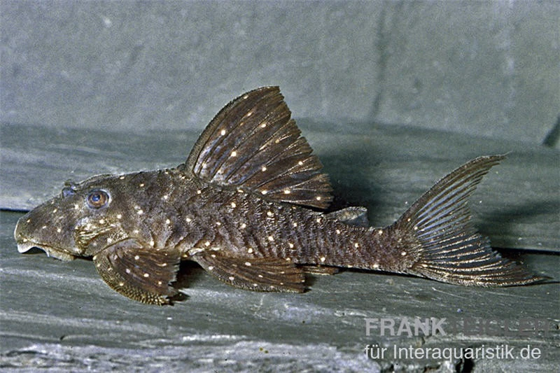 Orange Spot Pleco, LDA31, Panaqolus Albomaculatus 5 Orange Spot Pleco, LDA31, Panaqolus Albomaculatus – Bild 3