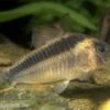 Rostpanzerwels, Corydoras Rabauti 2 Rostpanzerwels, Corydoras Rabauti -Zoohandlung 83247 rostpanzerwels Corydoras rabauti