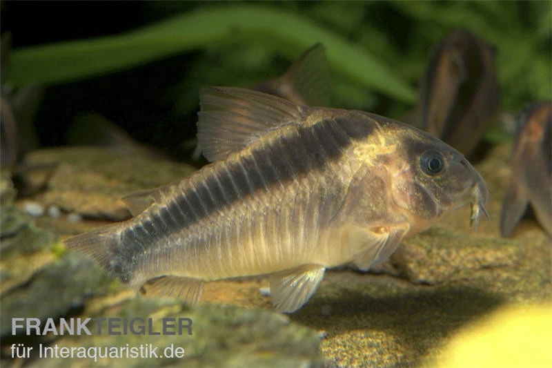 Rostpanzerwels, Corydoras Rabauti 3 Rostpanzerwels, Corydoras Rabauti