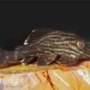 Xingu Pleco, L027, Panaque Cf. Armbrusteri "Xingu" -Zoohandlung 83254 Xingu Pleco L027 Panaque cf armbrusteri Xingu