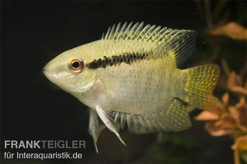 Flaggenbuntbarsch, Mesonauta Festivus, DNZ 3 Flaggenbuntbarsch, Mesonauta Festivus, DNZ