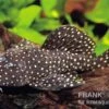 Parancistrus Sp. Peppermint, L030, 5-7 Cm -Zoohandlung 83325 L030 Parancistrus sp PEPPERMINT