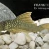 Gelber Phantomwels, L200a, Ancistrus Sp., 12-15 Cm