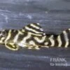 Orinoko-Tigerharnischwels, L199, Hypancistrus Furunculus -Zoohandlung 83330 L 199 Hypancistrus furunculus orinoko Tigerharnisc