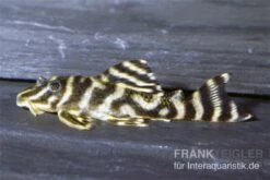 Orinoko-Tigerharnischwels, L199, Hypancistrus Furunculus