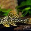 Sunshine Pleco, Sonnenwels, L14, Scobiancistrus Aureatus -Zoohandlung 83334 Sunshine Pleco Sonnenwels L14 Scobiancistrus aurea