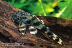 Ucayali-Zwergschilderwels, L205, Peckoltia Sp. -Zoohandlung 83341 Ucayali Zwergschilderwels L205 Peckoltia sp