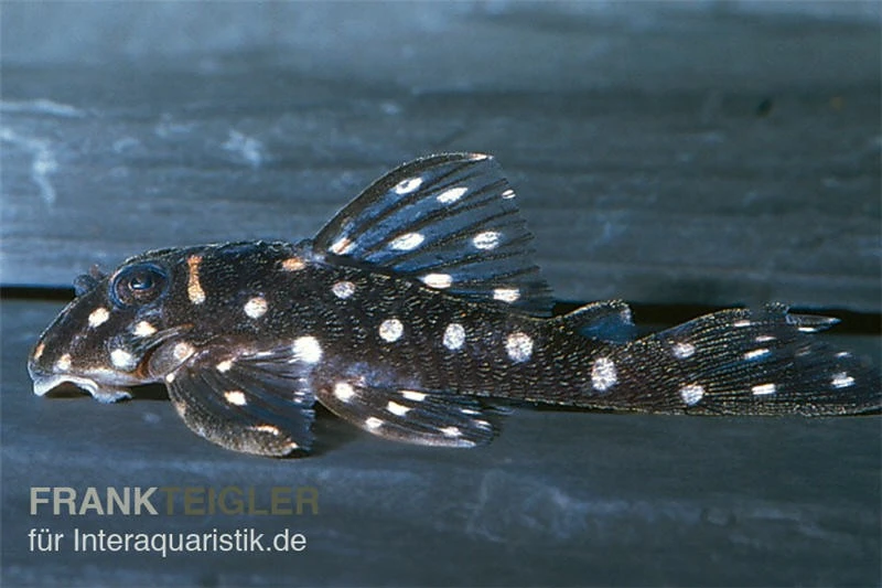 Orinoco-Engelsharnischwels, L201, Hypancistrus Sp. 4 Orinoco-Engelsharnischwels, L201, Hypancistrus Sp. – Bild 2