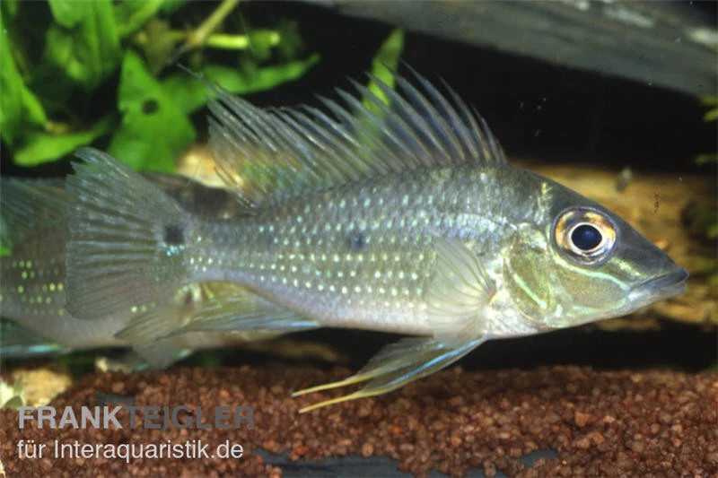 Spitzkopf-Erdfresser, Satanoperca Acuticeps 3 Spitzkopf-Erdfresser, Satanoperca Acuticeps