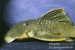 Gelber Phantomwels, L 200, Hemiancistrus Subviridis -Zoohandlung 83361 Gelber Phantomwels L 200 Hemiancistrus subviridis