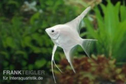 Platin-Skalar, Pterophyllum Scalare