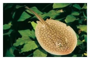 Genetzter Süßwasserrochen, Potamotrygon Reticulatus, 12-15 Cm (Rarität) 3 Genetzter Süßwasserrochen, Potamotrygon Reticulatus, 12-15 Cm (Rarität)