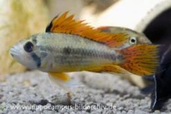 Kakaduzwergbuntbarsch Doppelrot, Apistogramma Cacatuoides, Paarweise 7 Kakaduzwergbuntbarsch Doppelrot, Apistogramma Cacatuoides, Paarweise -Zoohandlung 8897 Kakaduzwergbuntbarsch doppelrot Apistogramma cac