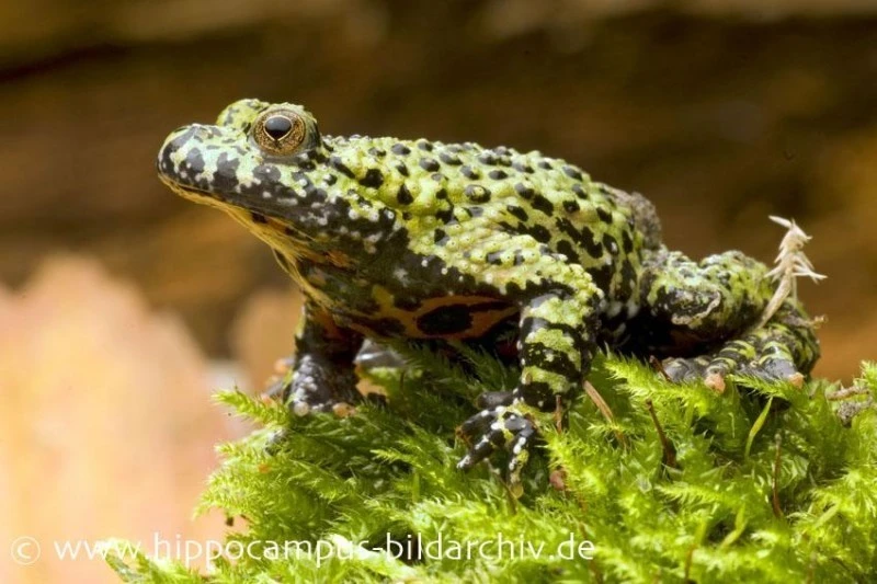 Chinesische Rotbauchunke, Bombina Orientalis, DNZ 3 Chinesische Rotbauchunke, Bombina Orientalis, DNZ