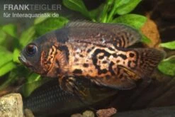 Oscar Rot-Tiger, Astronotus Ocellatus -Zoohandlung 9521 Oscar Rot Tiger Astronotus ocellatus