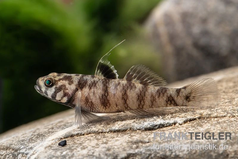 Adeia Grundel, Mugilogobius Adeia 4 Adeia Grundel, Mugilogobius Adeia – Bild 2
