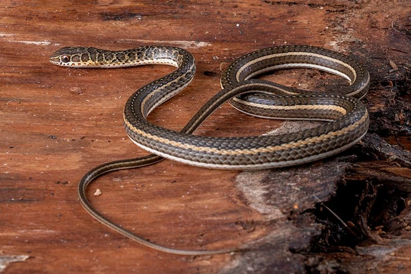 Ägyptische Sandrennnatter, Psammophis Sibilans 4 Ägyptische Sandrennnatter, Psammophis Sibilans – Bild 2