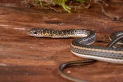 Ägyptische Sandrennnatter, Psammophis Sibilans 7 Ägyptische Sandrennnatter, Psammophis Sibilans -Zoohandlung Aegyptische Sandrennnatter Psammophis sibilans 03