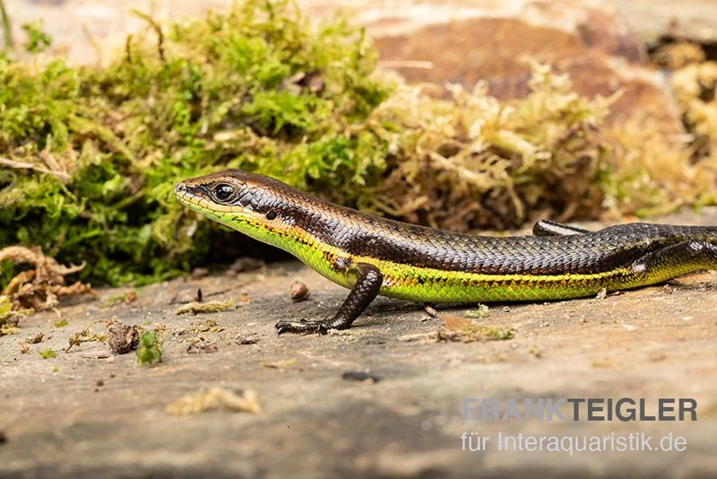 Afrika-Skink, Trachylepis Polytropis 3 Afrika-Skink, Trachylepis Polytropis