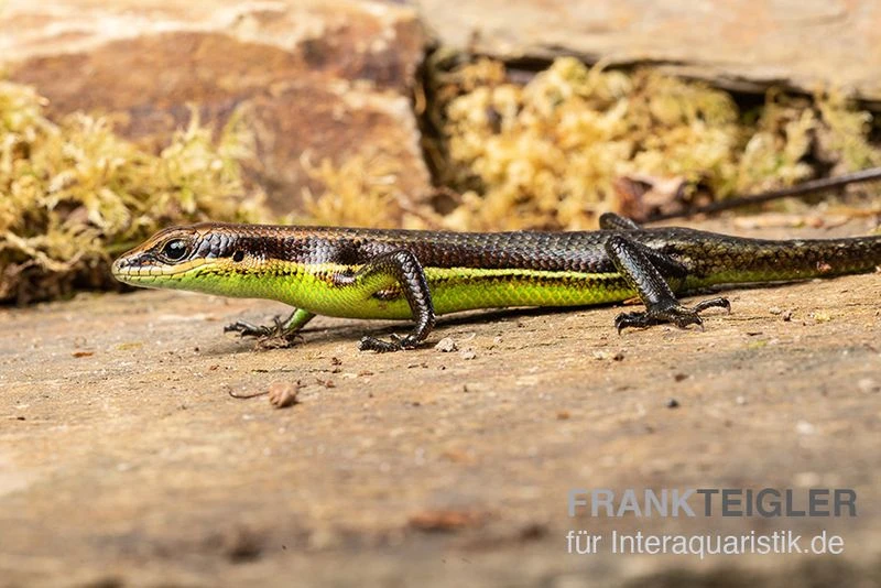 Afrika-Skink, Trachylepis Polytropis 4 Afrika-Skink, Trachylepis Polytropis – Bild 2