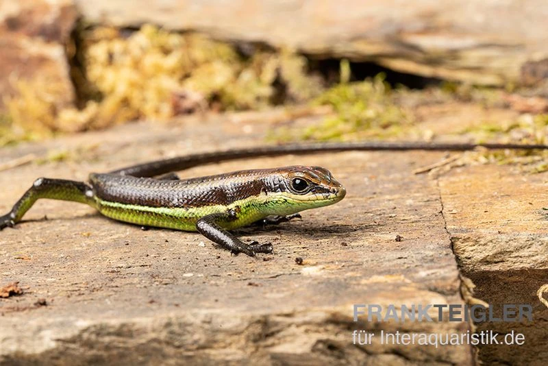 Afrika-Skink, Trachylepis Polytropis 5 Afrika-Skink, Trachylepis Polytropis – Bild 3