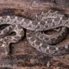 Afrikanische Eierschlange, Dasypeltis Scabra 2 Afrikanische Eierschlange, Dasypeltis Scabra -Zoohandlung Afrikanische Eierschlange Dasypeltis scabra neu 1