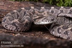 Afrikanische Eierschlange, Dasypeltis Scabra -Zoohandlung Afrikanische Eierschlange Dasypeltis scabra neu 3