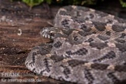 Afrikanische Eierschlange, Dasypeltis Scabra -Zoohandlung Afrikanische Eierschlange Dasypeltis scabra neu 4