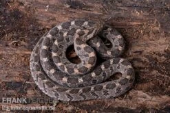 Afrikanische Eierschlange, Dasypeltis Scabra -Zoohandlung Afrikanische Eierschlange Dasypeltis scabra neu 5