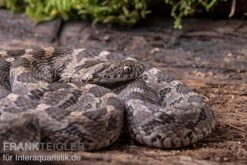 Afrikanische Eierschlange, Dasypeltis Scabra -Zoohandlung Afrikanische Eierschlange Dasypeltis scabra neu 6
