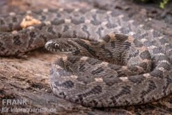 Afrikanische Eierschlange, Dasypeltis Scabra -Zoohandlung Afrikanische Eierschlange Dasypeltis scabra neu 9