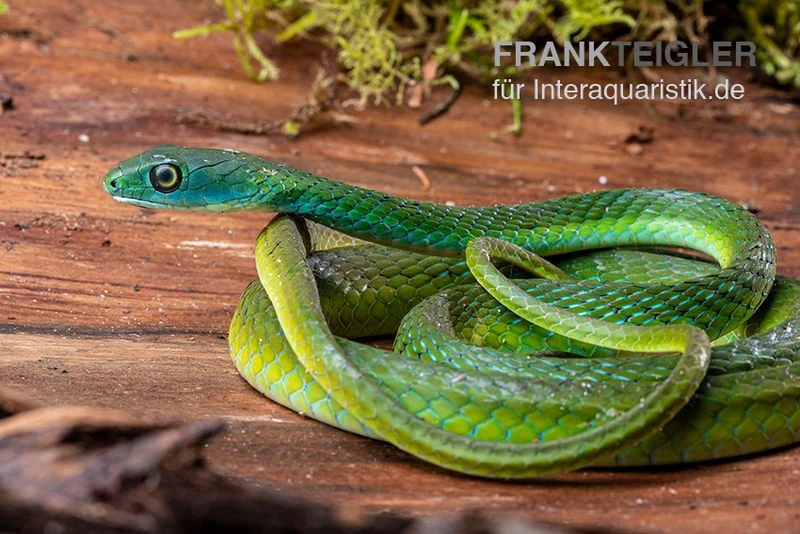 Afrikanische Strauchnatter, Philothamnus Semivariegatus 4 Afrikanische Strauchnatter, Philothamnus Semivariegatus – Bild 2
