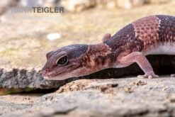 Afrikanischer Fettschwanzgecko, Hemitheconyx Caudicinctus -Zoohandlung Afrikanischer Fettschwanzgecko Hemitheconyx caudicinctus 1