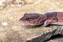 Afrikanischer Fettschwanzgecko, Hemitheconyx Caudicinctus -Zoohandlung Afrikanischer Fettschwanzgecko Hemitheconyx caudicinctus 2