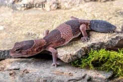 Afrikanischer Fettschwanzgecko, Hemitheconyx Caudicinctus -Zoohandlung Afrikanischer Fettschwanzgecko Hemitheconyx caudicinctus 4